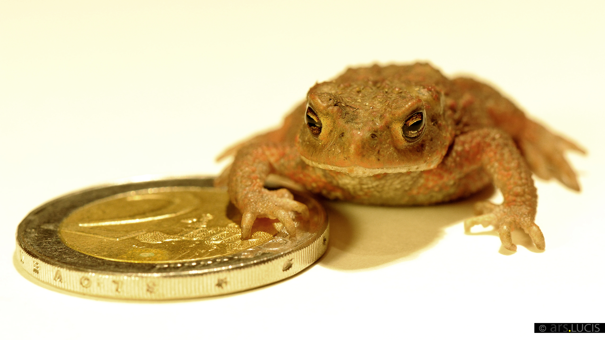 Bilderbuch-Momentum-4